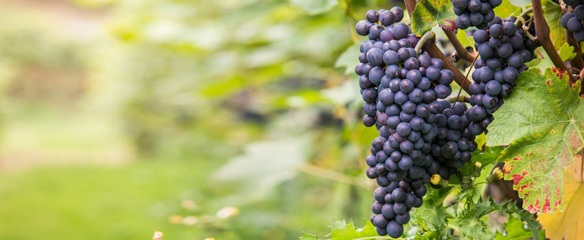 Grapes